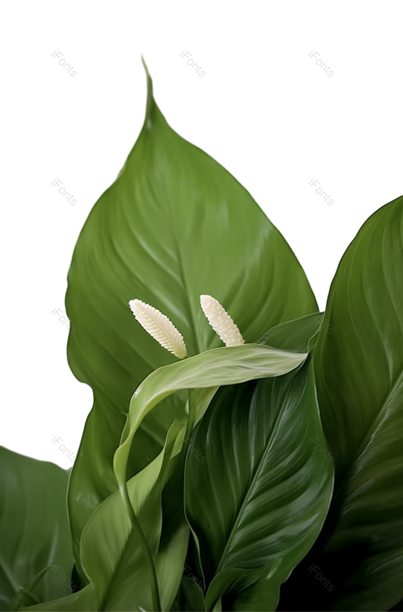 叶子图片,摄影元素,白色背景PNG,盆栽植物免抠素材